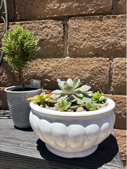 Succulent Plant