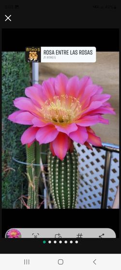 Cactus  Color Rosita