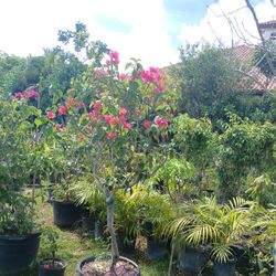 Bougainvellia Trees Huge Sale $110