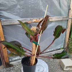 Philodendron Congo Plant 8" Pot 