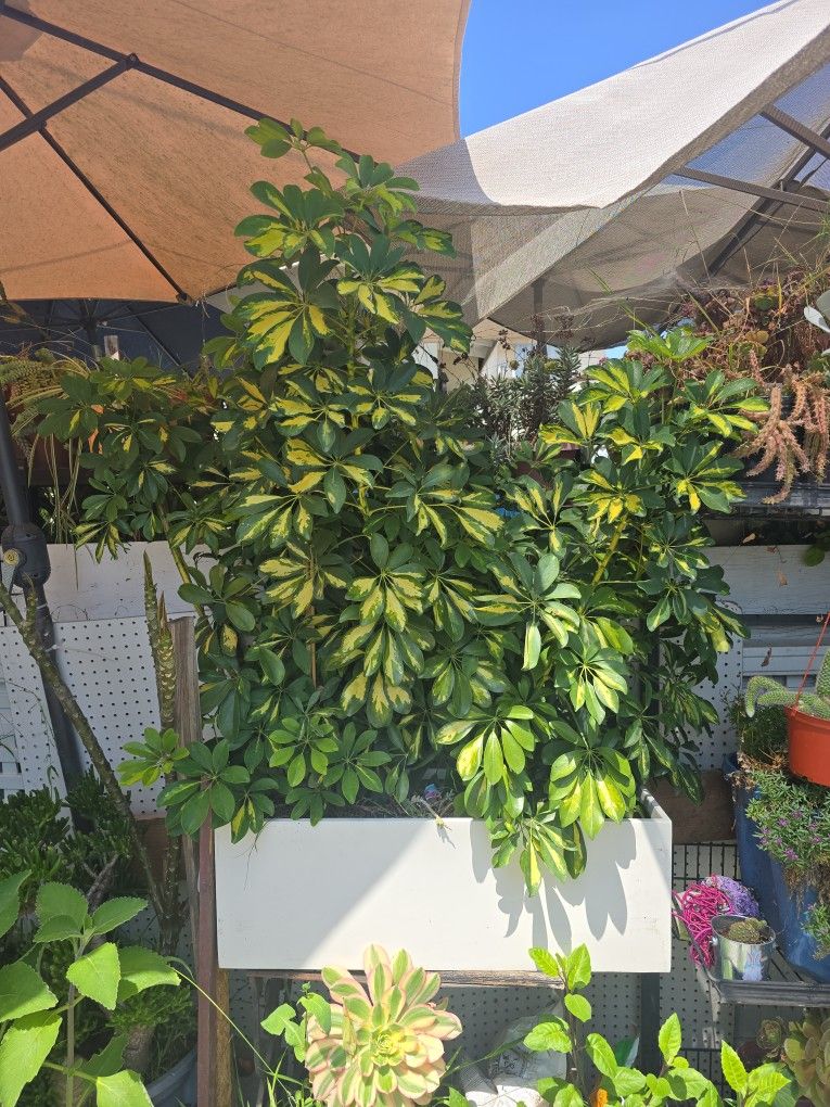 Cheflera Plant