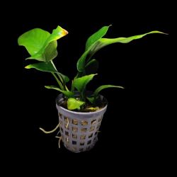 Aquarium Plants Read Description 