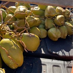 Coconuts Fresh Off Tree Today !