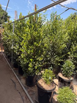 Carolina cherry privacy shrubs 15 gal