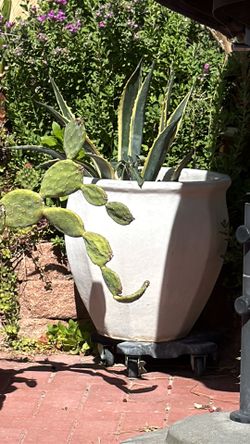 Large White Plant Pot