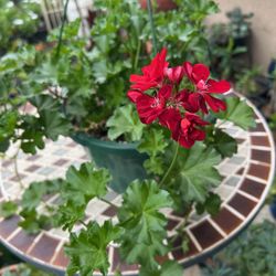 Geranio Maseta Colgante 