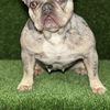 Frankie