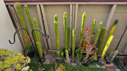 Cactus
