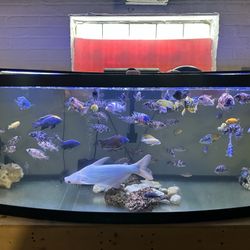 180 Gallon Bow Front Aquarium 