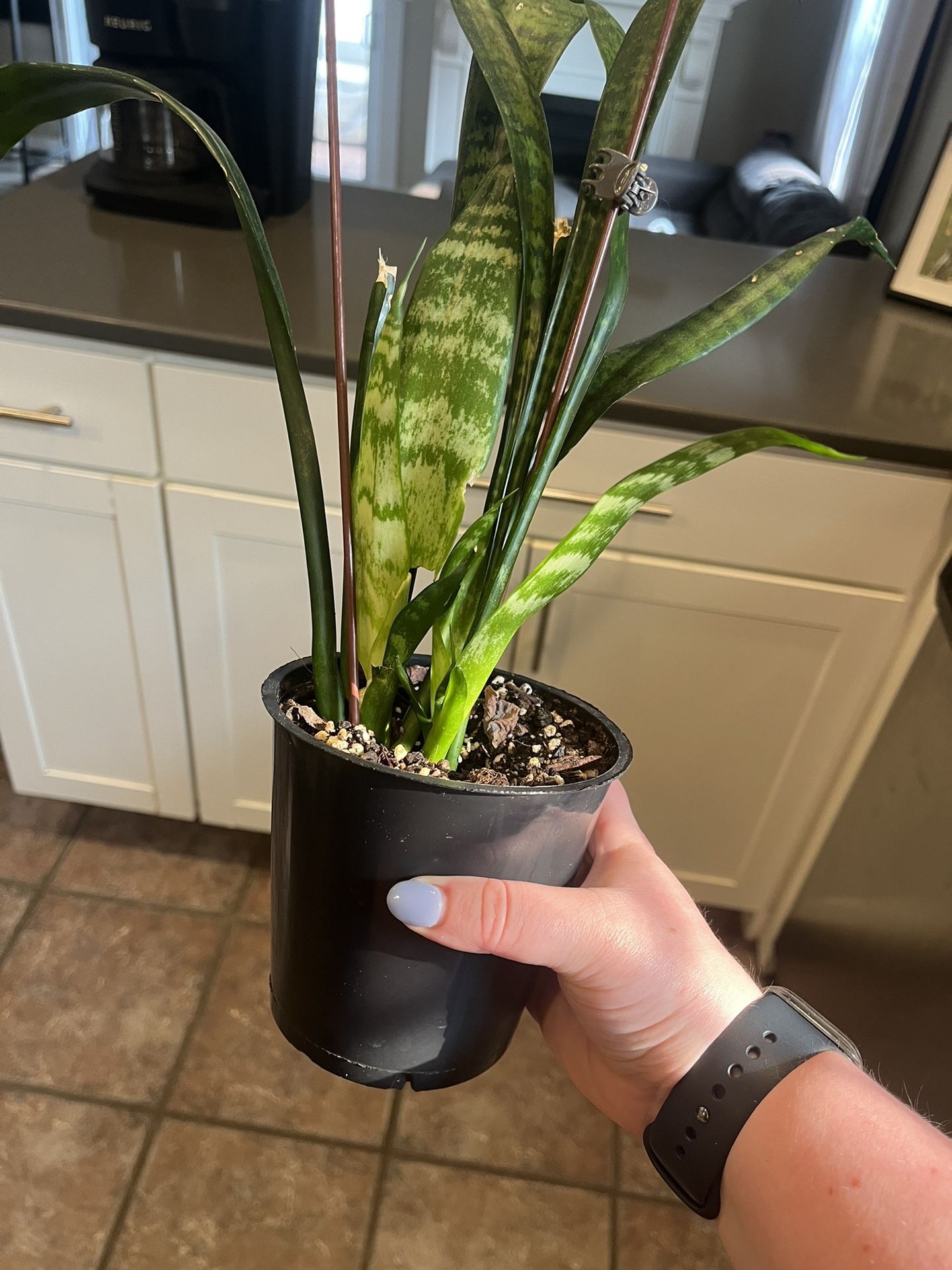 Snake Plant