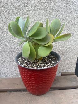 Kalanchoe Succulent Plant