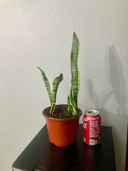 Snake Plant in Terracotta Pot
