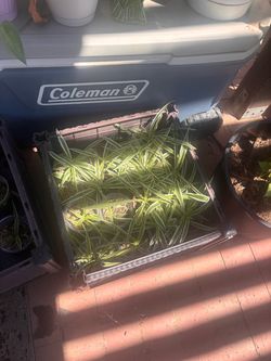 Plant cuttings