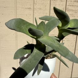 Propeller Plant for Sale!  