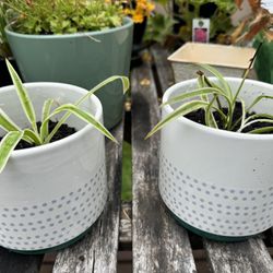 Established Spider Plants in Designer Ceramic Pots
