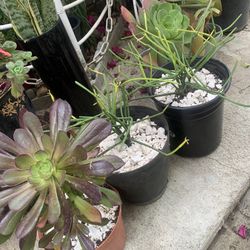 Misc Succulents