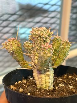 Variegated Euphorbia Mammillaris