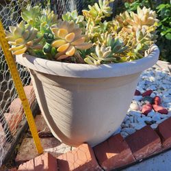 succulent pot