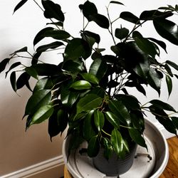 Benjamin Ficus