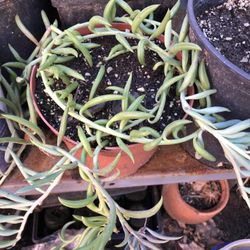 Planta Colgante
