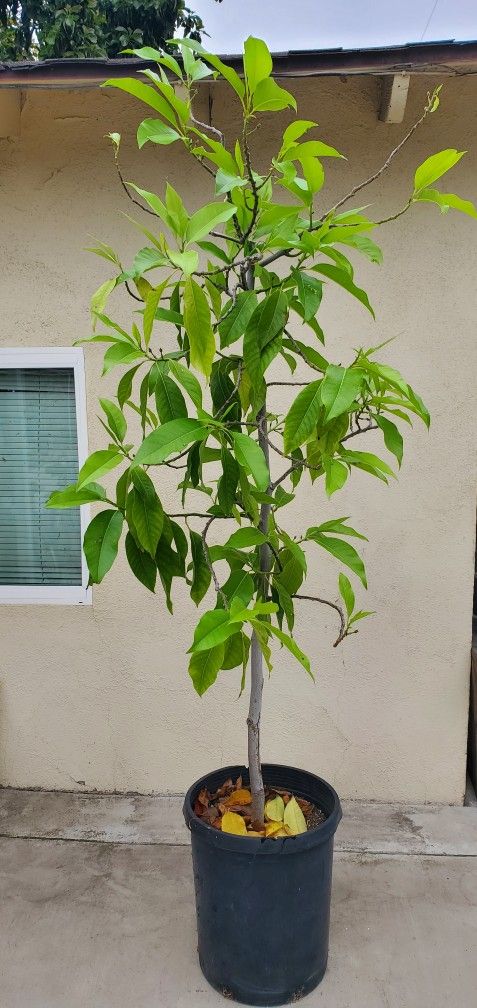 Michelia Alba - White Champaca