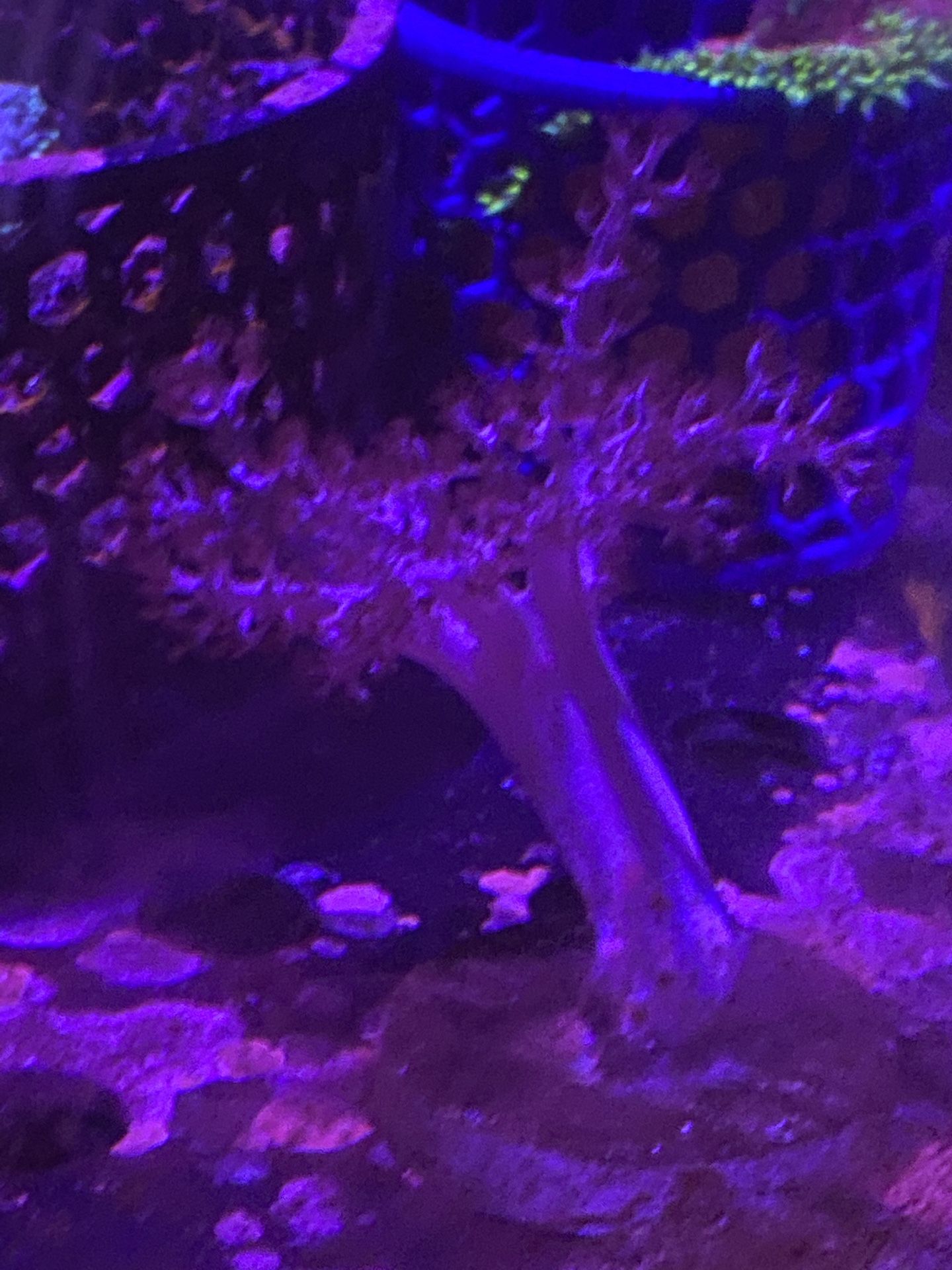 Fake Coral