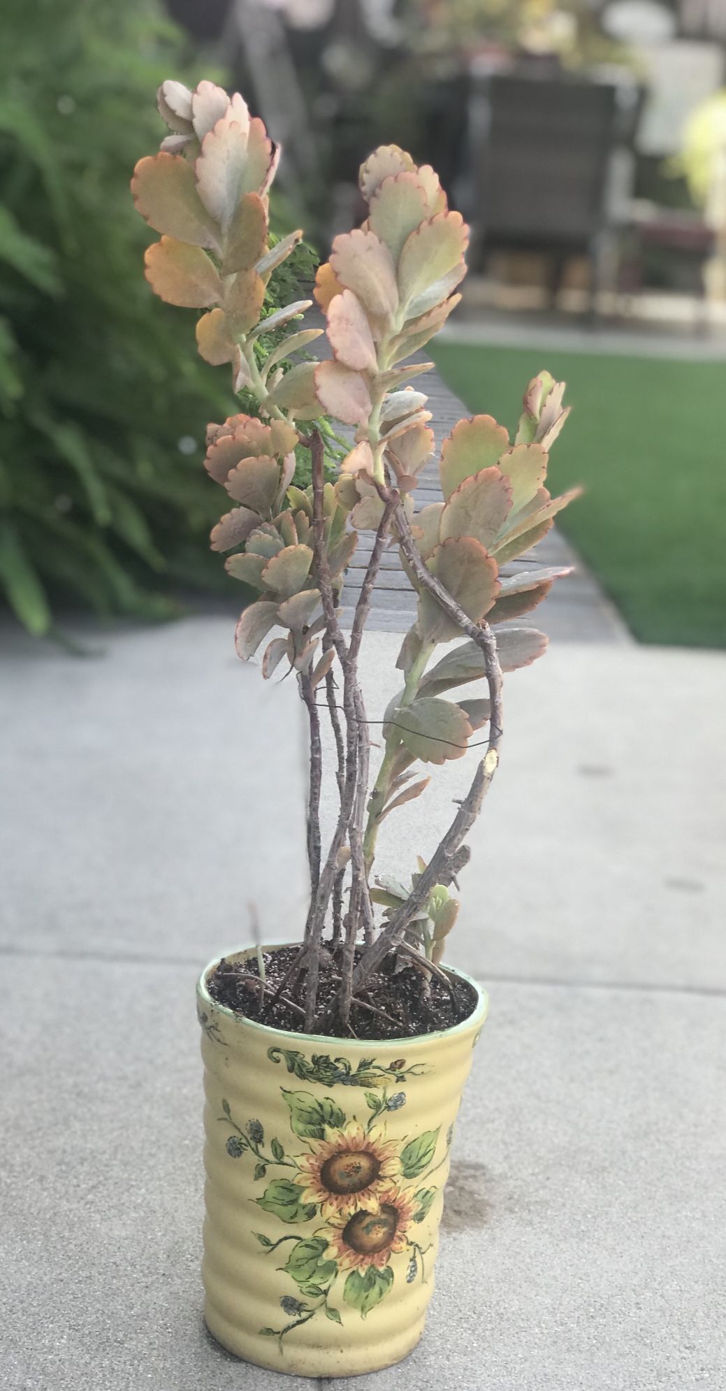 $8 Scallop succulent