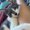 Amsi