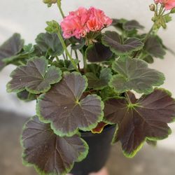 Exotic Rare Geranium Plant, In 1 Gallon Pot Pick Up Only