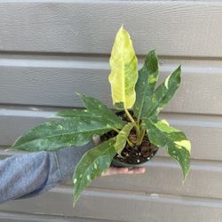 4” philodendron ring of fire