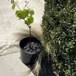 Kyoho Grape Plant