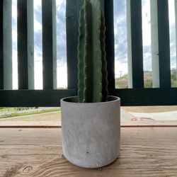 Peruvian Apple Cactus Modern Pottery 