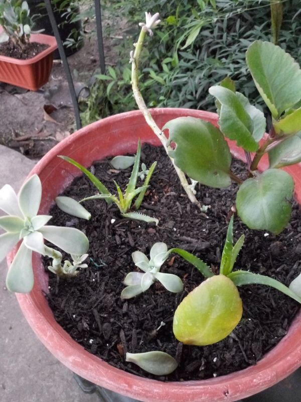 Mixed plants/ succulents for Sale in San Antonio, TX OfferUp