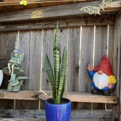 Indoor Mother-in-Law or Snake Plant