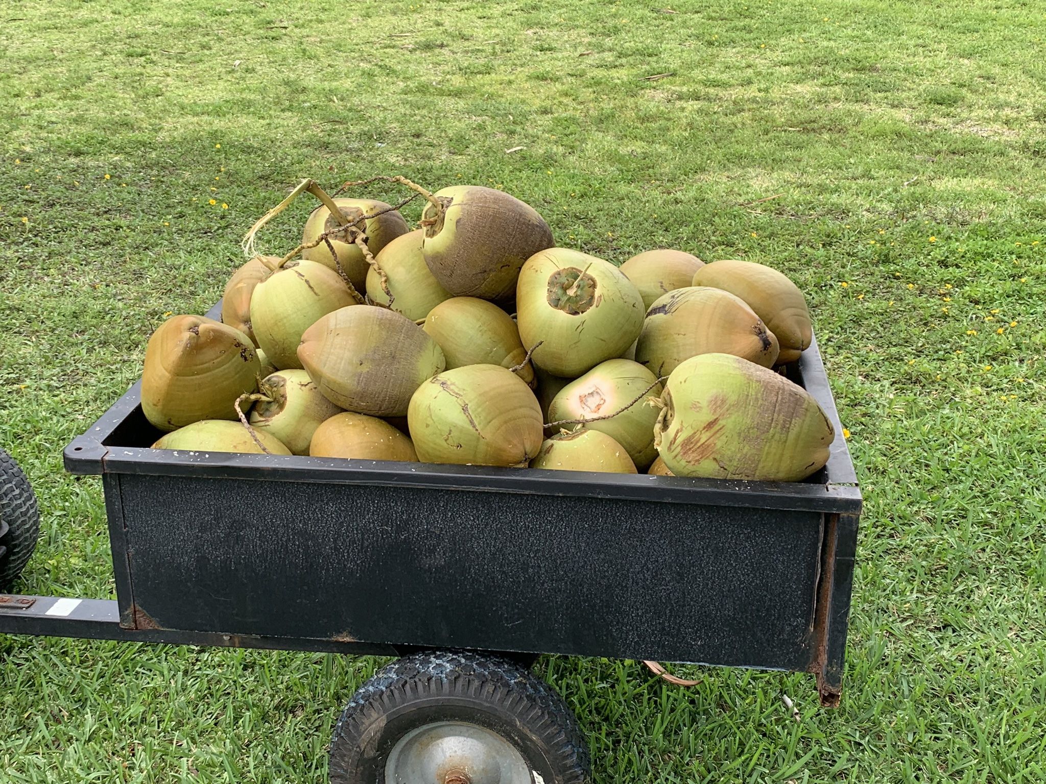Freshly Cut Coconuts