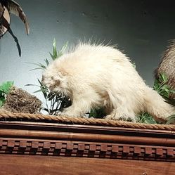 Extremely Rare Albino Porqupine 