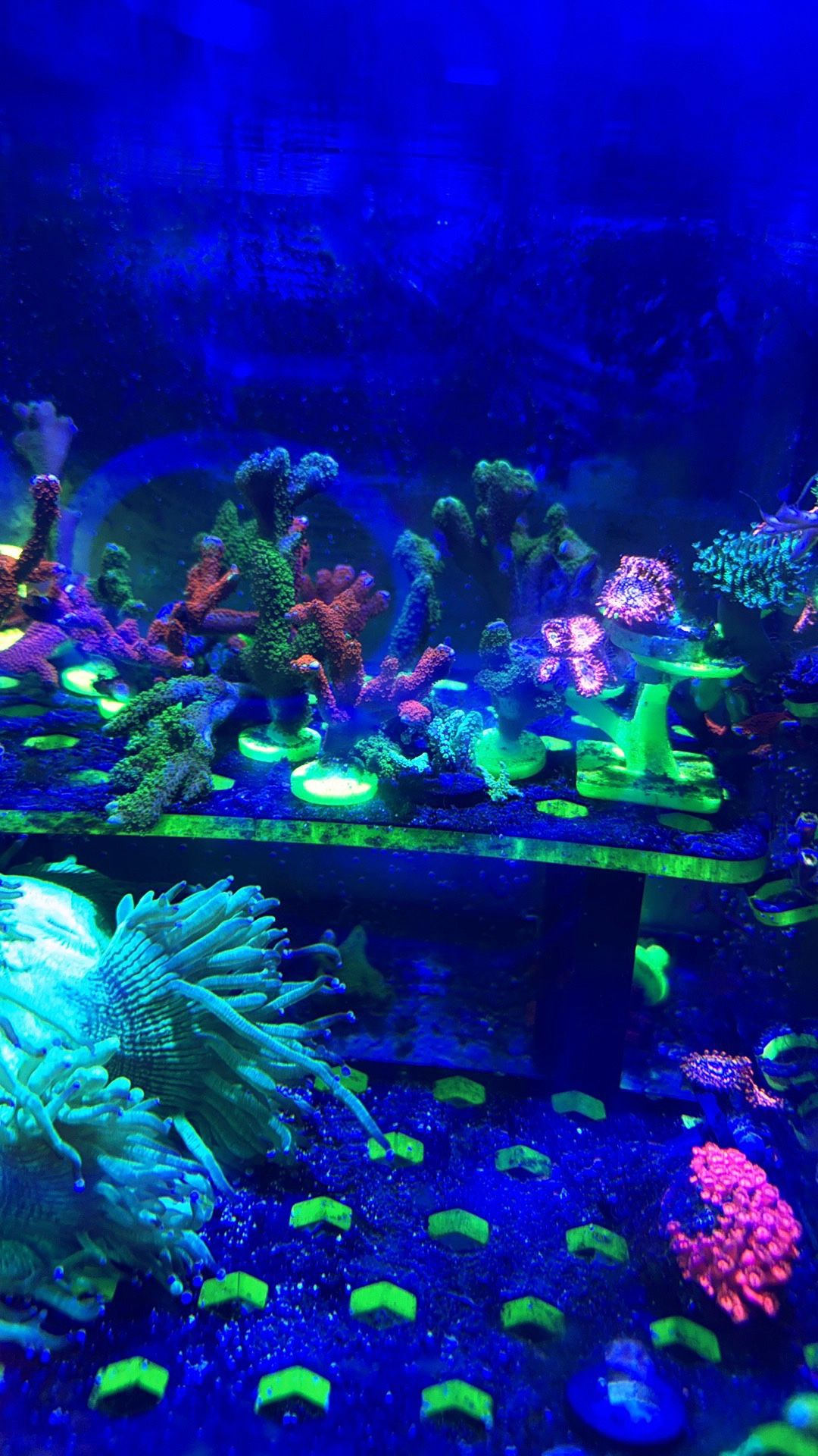 Fake Coral decoration plastic