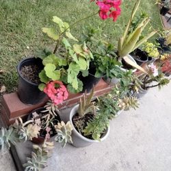 Plantas, Plants And More