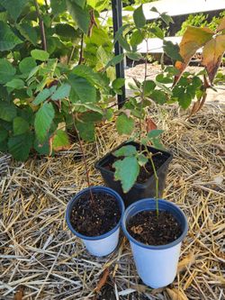 Blackberries