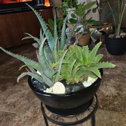Live Aloevera  Arrangement In  12in  Black Pot With Shells Stones And Black Ceramic Plate