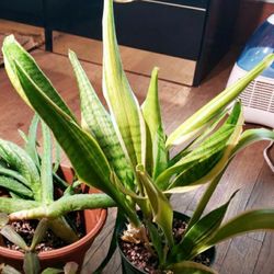 Snake Plant Succulent House Plant Sansevieria