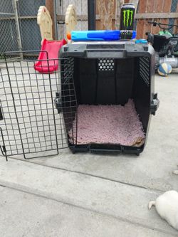 Tex Private Please 7 🐕