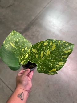 Monstera Electrolyte