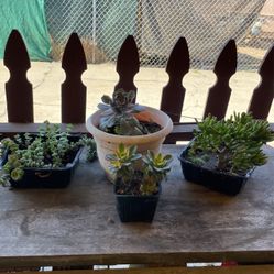 Beautiful   Succulents  Plants