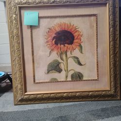 Sunflower Picture