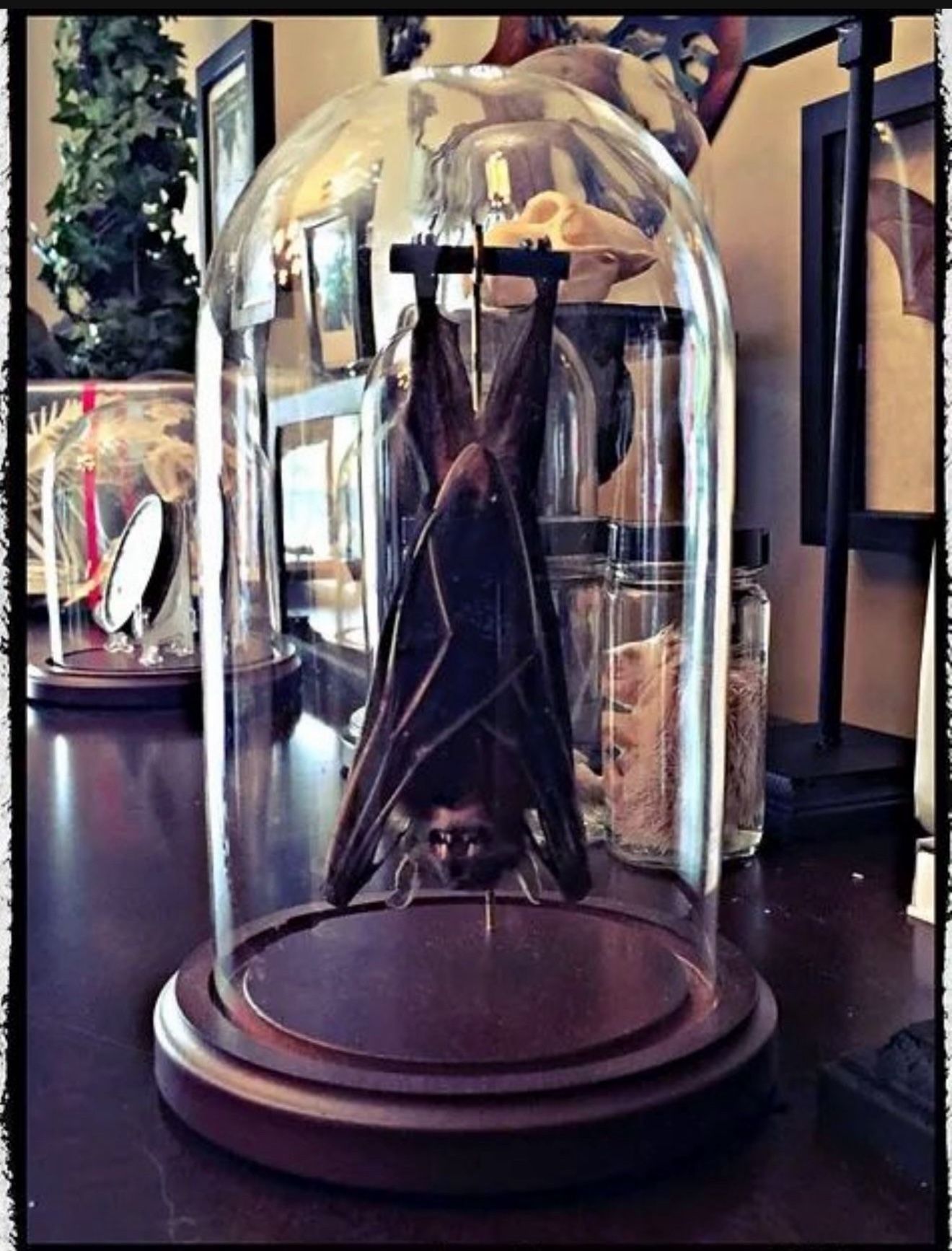 Hanging Bat Taxidermy Dome - oddities - gothic