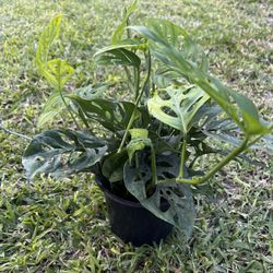 SWISS CHEESE PLANT ( 6” Pot) Cascade, Vine, Crawl