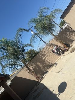 Palm Trees 🌴
