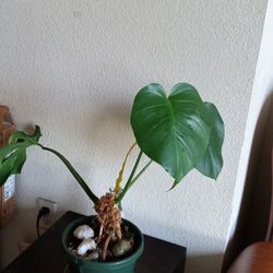 Monstera Plant