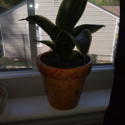 I Have 2 Fresh With Good Roots Of Course Snake Plants For Sale